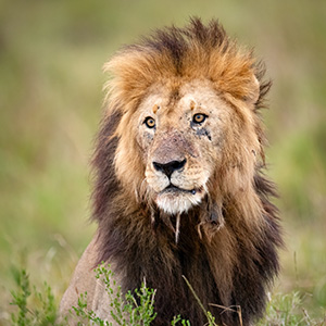 Lion in the Kruger National Park while on Safari