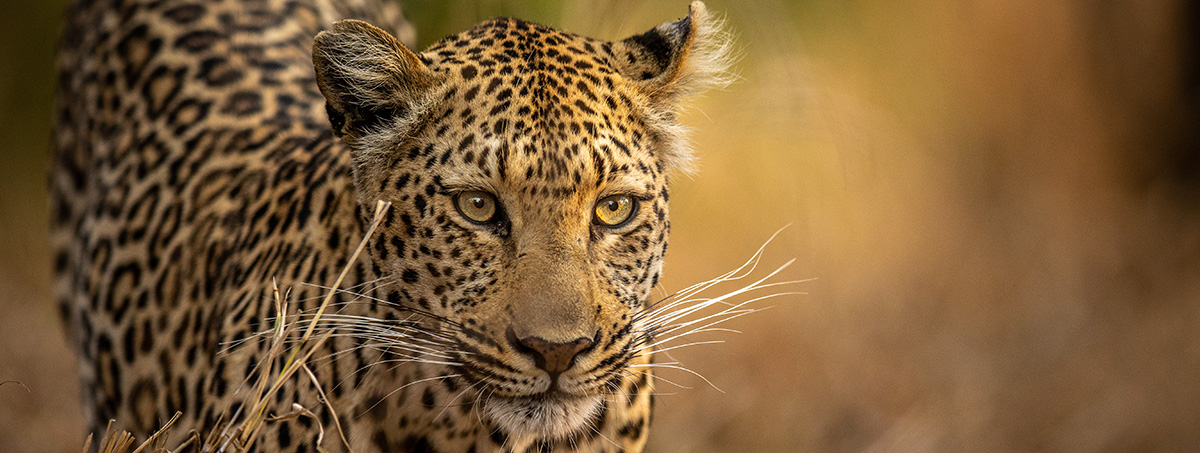 A rare leopard sighting in Kruger National Park — one of the most sought-after moments on any bush safari.