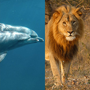 Beach And Bush Safari