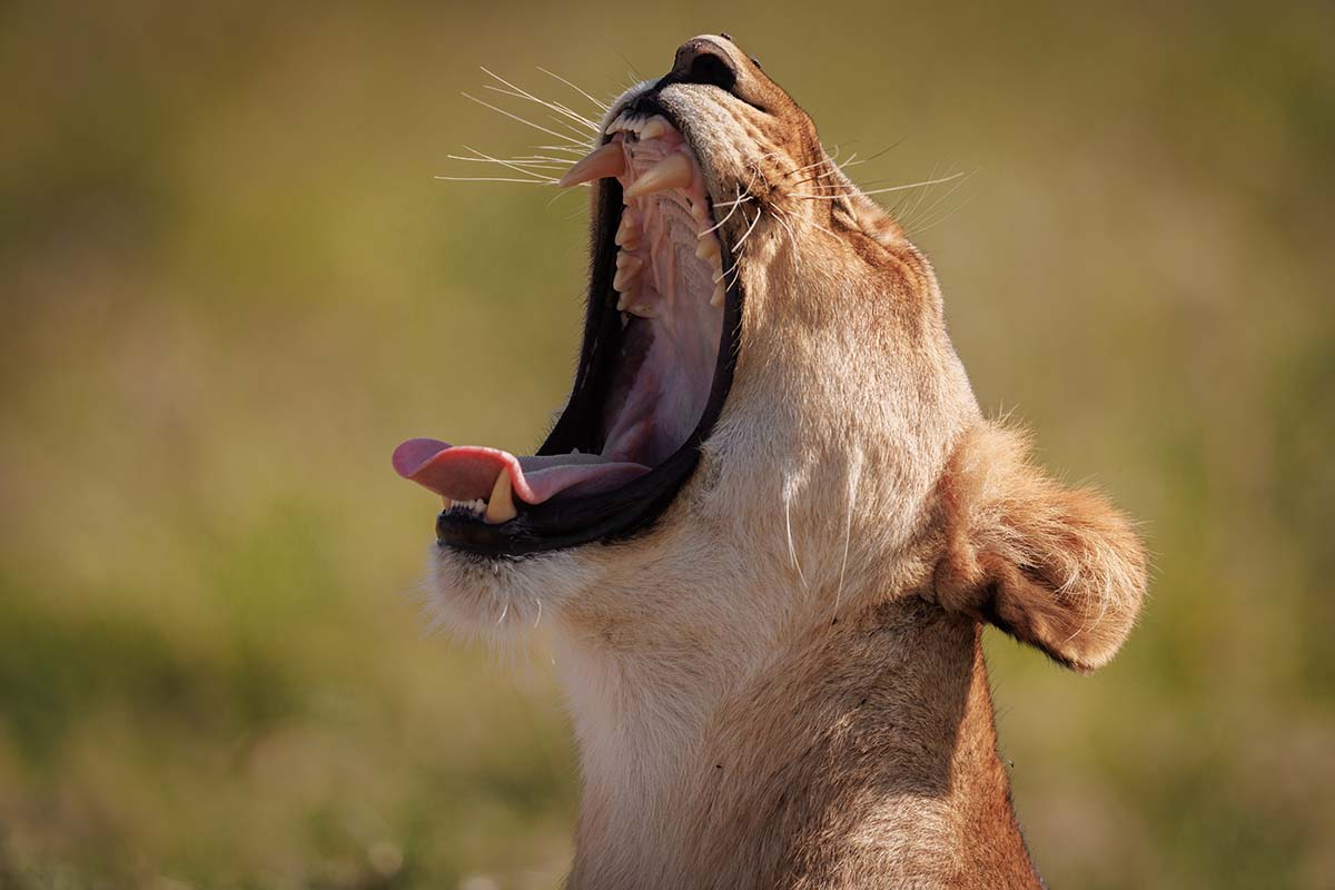 Lioness in the Kruger Park seen on Safari with Kruger Park Hostel