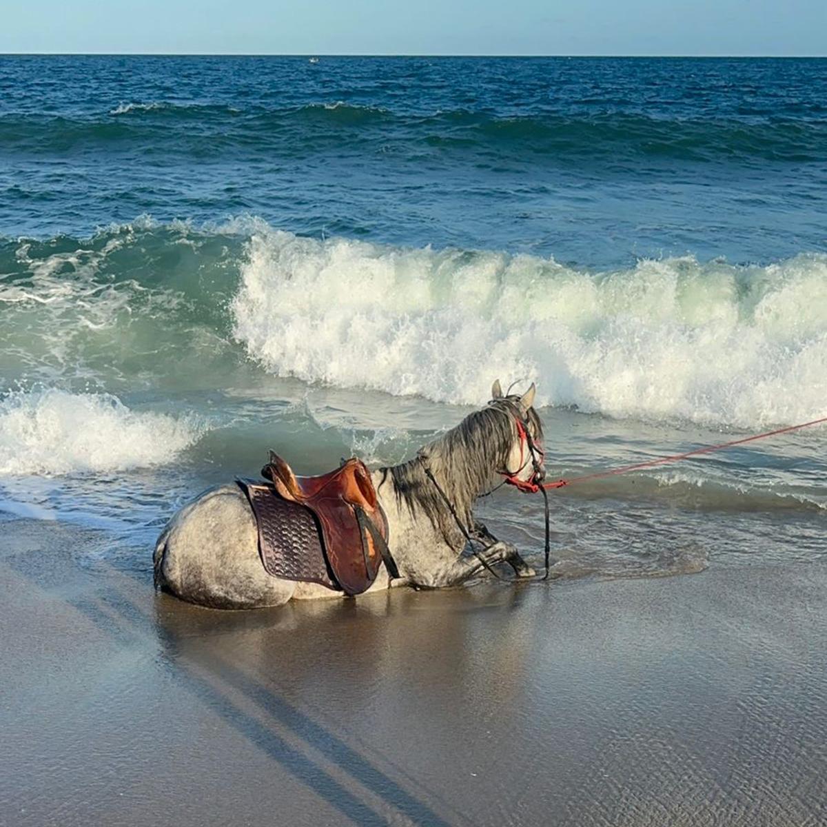 The stallion resting on the shoreline, watching the waves roll in.
