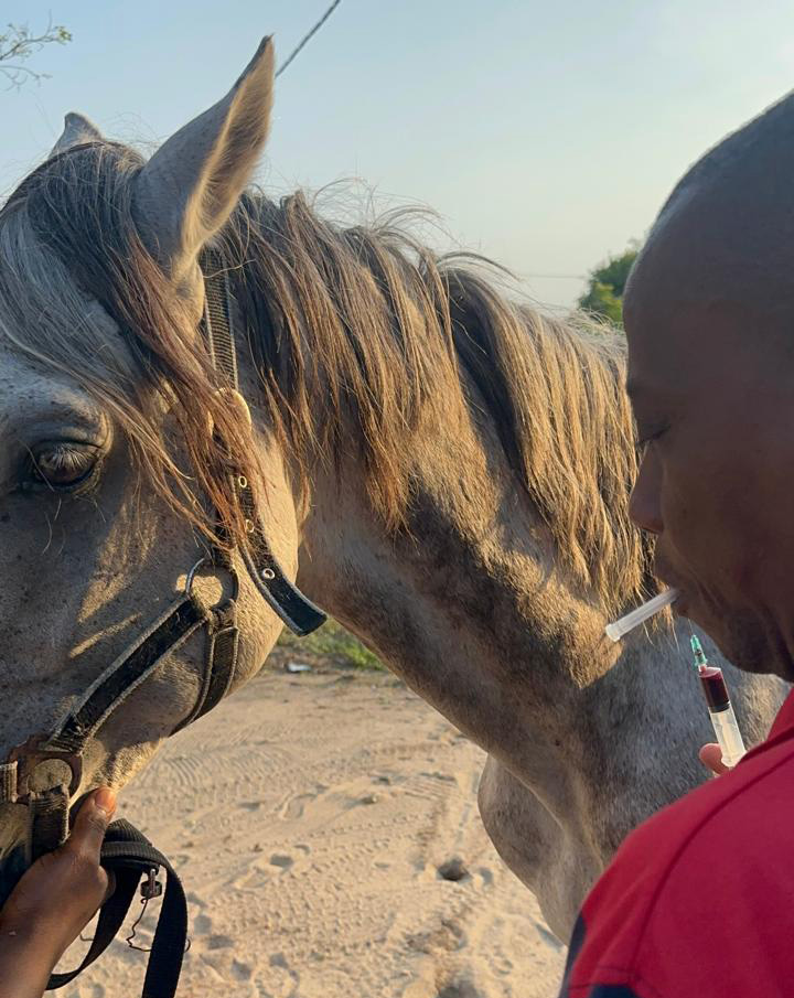 The vet inspecting the horses