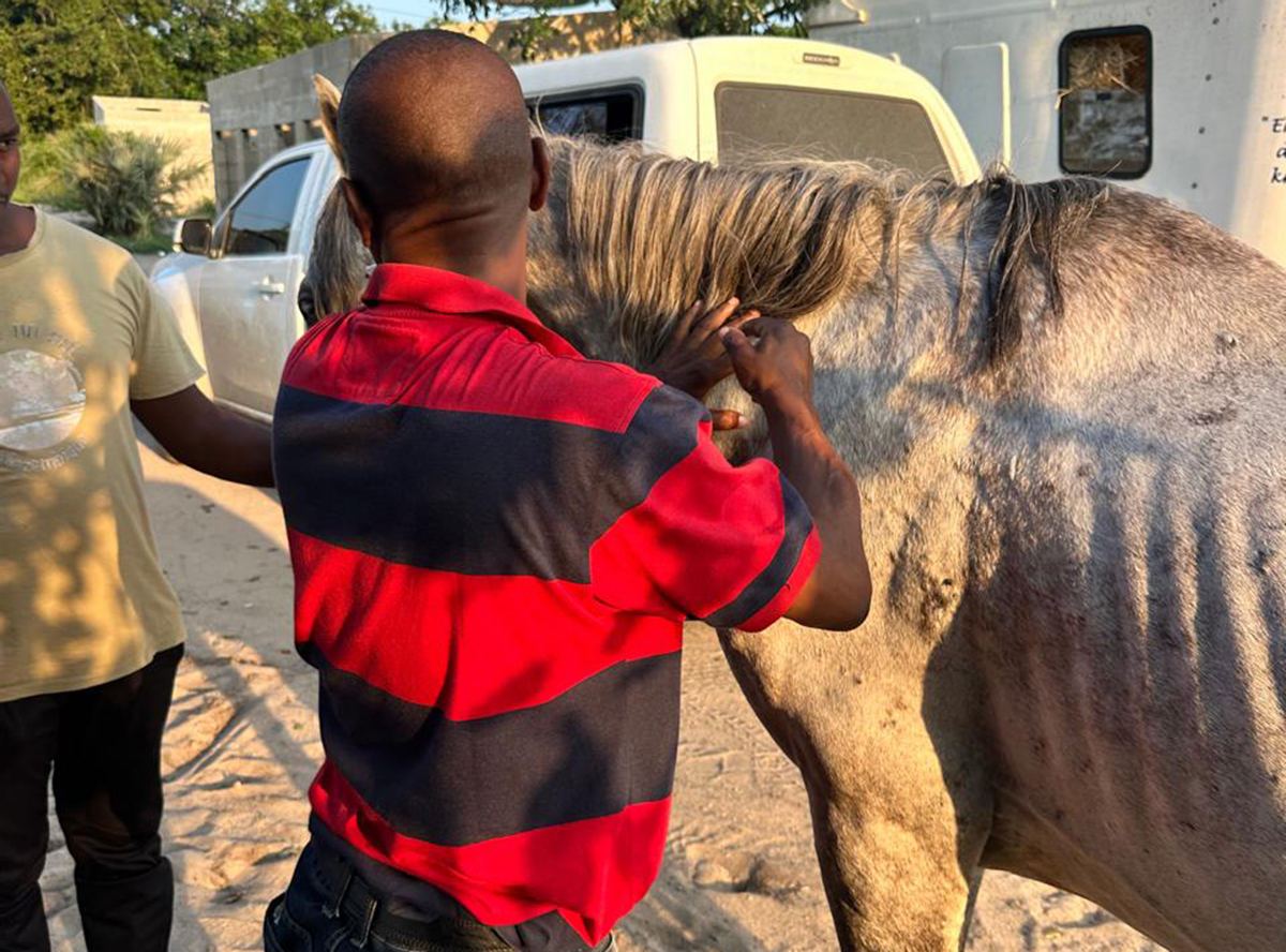 The Vet inspecting the horses