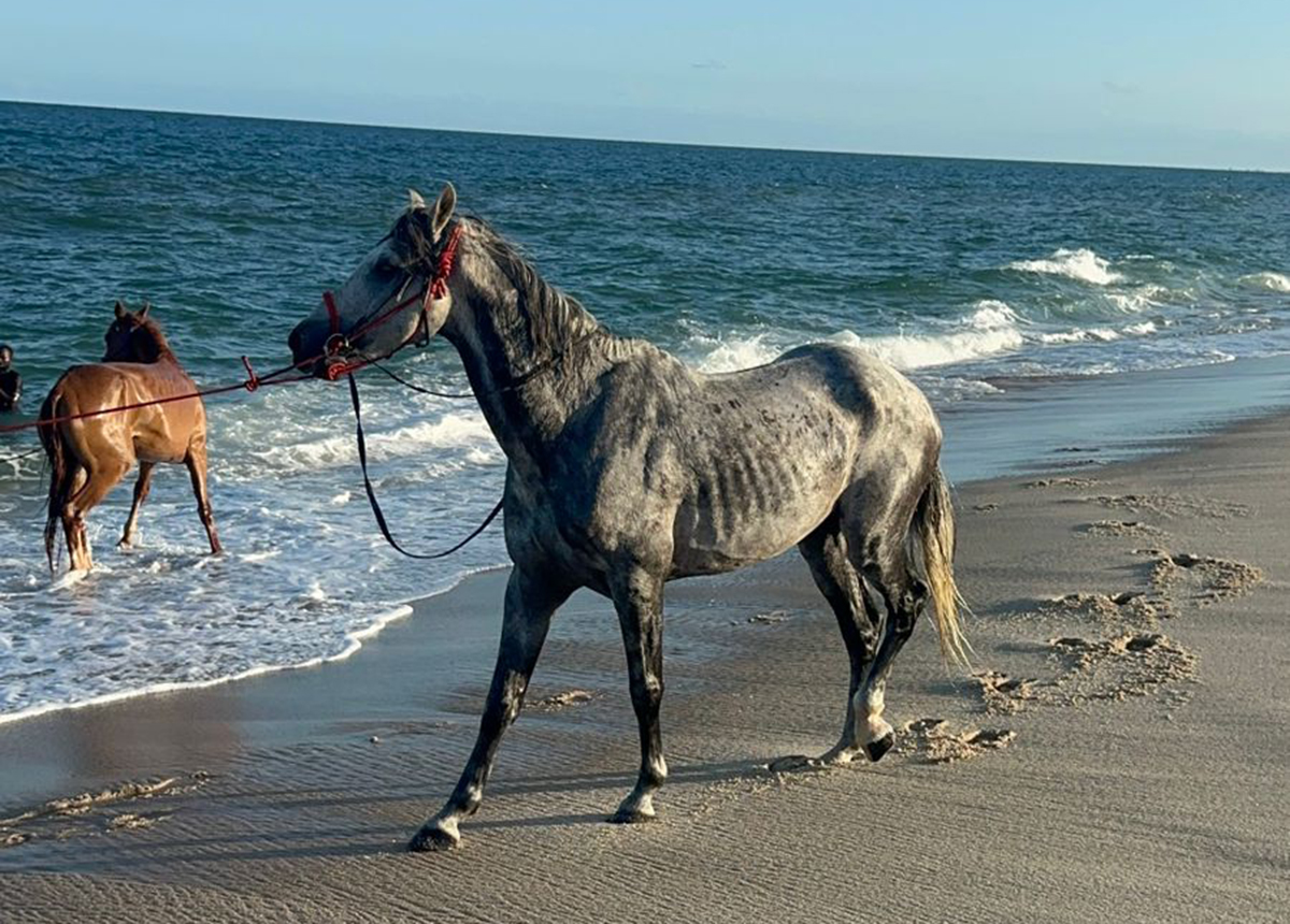 The Stalion hesitant to enter the ocean