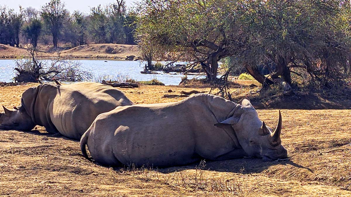 Elephants in Hlane Royal National Park