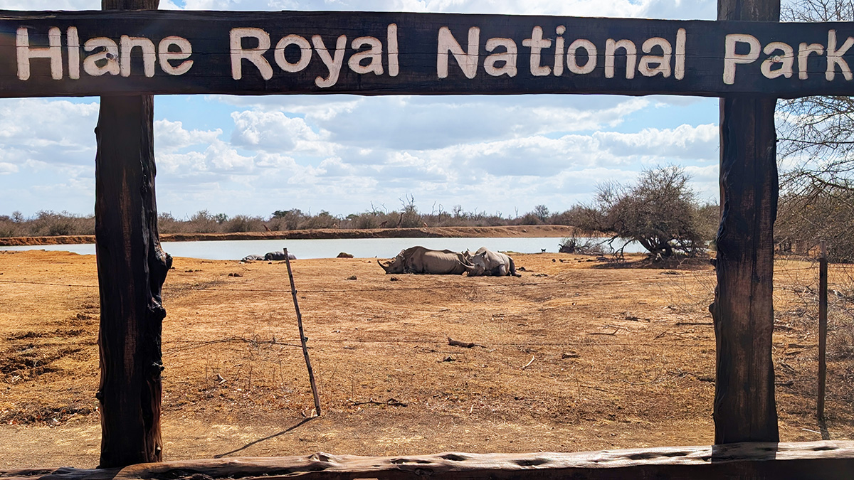 White rhino at waterhole Hlane